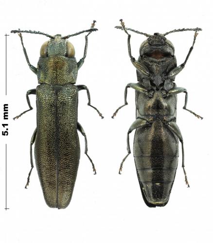 Réf. 199 915 : Agrilus laticornis